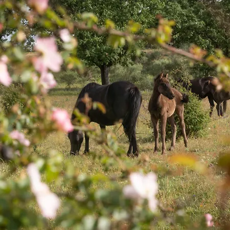 Eco-lodge En La Reserva Privada Campanarios De Azaba - Proyecto De Conservacion * Espeja