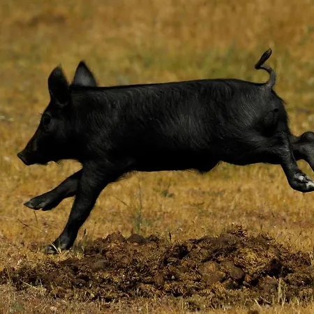 Eco-lodge En La Reserva Privada Campanarios De Azaba - Proyecto De Conservación Espeja