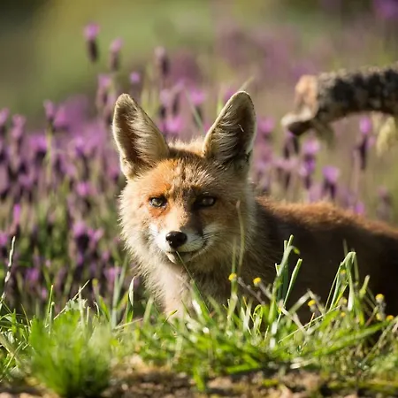 Casa de Campo Eco-lodge En La Reserva Privada Campanarios De Azaba - Proyecto De Conservación