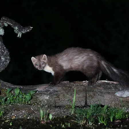 Casa de Campo Eco-lodge En La Reserva Privada Campanarios De Azaba - Proyecto De Conservación *