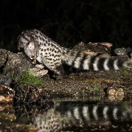 Casa de Campo Eco-lodge En La Reserva Privada Campanarios De Azaba - Proyecto De Conservación *
