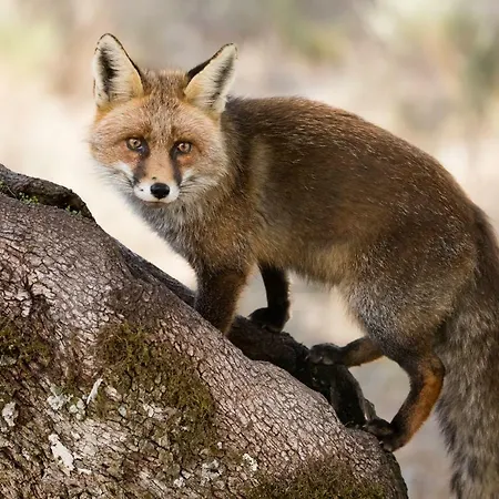 Landhaus Eco-lodge En La Reserva Privada Campanarios De Azaba - Proyecto De Conservacion *
