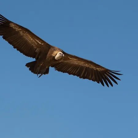Casa de Campo Eco-lodge En La Reserva Privada Campanarios De Azaba - Proyecto De Conservación *