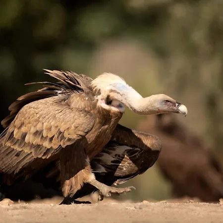 Casa de Campo Eco-lodge En La Reserva Privada Campanarios De Azaba - Proyecto De Conservación *