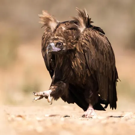 Casa de Campo Eco-lodge En La Reserva Privada Campanarios De Azaba - Proyecto De Conservación Espeja