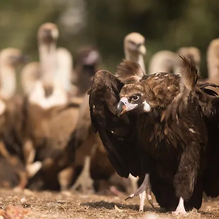 Eco-lodge En La Reserva Privada Campanarios De Azaba - Proyecto De Conservacion * Espeja