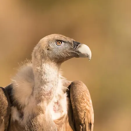 Eco-lodge En La Reserva Privada Campanarios De Azaba - Proyecto De Conservación Espeja