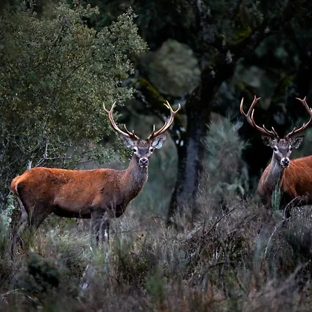 Eco-lodge En La Reserva Privada Campanarios De Azaba - Proyecto De Conservacion Espeja