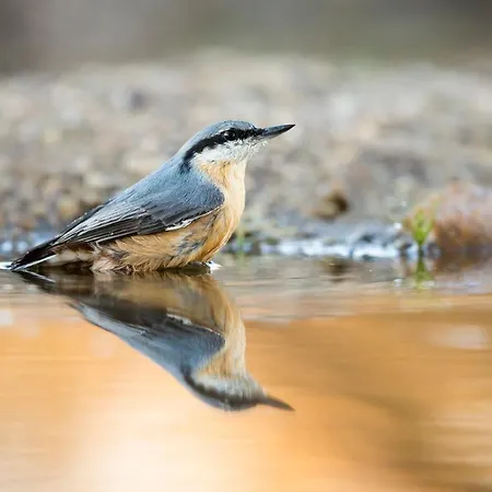 Eco-lodge En La Reserva Privada Campanarios De Azaba - Proyecto De Conservación Casa de Campo *