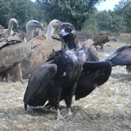 Casa de Campo Eco-lodge En La Reserva Privada Campanarios De Azaba - Proyecto De Conservación Espeja