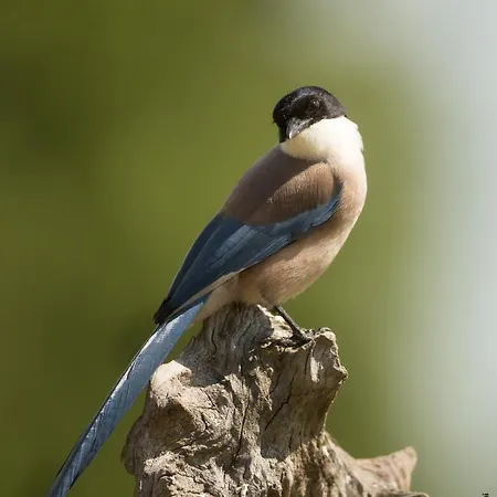 Casa de Campo Eco-lodge En La Reserva Privada Campanarios De Azaba - Proyecto De Conservación Espeja