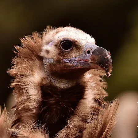 Casa de Campo Eco-lodge En La Reserva Privada Campanarios De Azaba - Proyecto De Conservación
