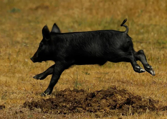 Eco-lodge En La Reserva Privada Campanarios De Azaba - Proyecto De Conservacion Espeja
