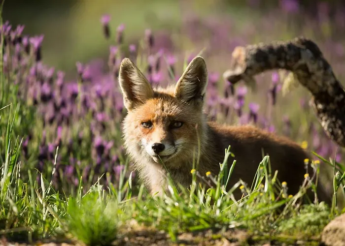 منزل ريفي Eco-lodge En La Reserva Privada Campanarios De Azaba - Proyecto De Conservacion