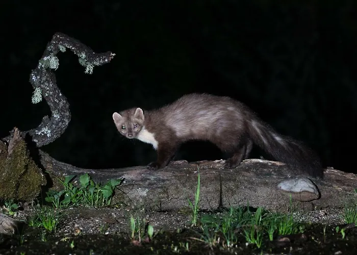 Летний дом Eco-lodge En La Reserva Privada Campanarios De Azaba - Proyecto De Conservacion *