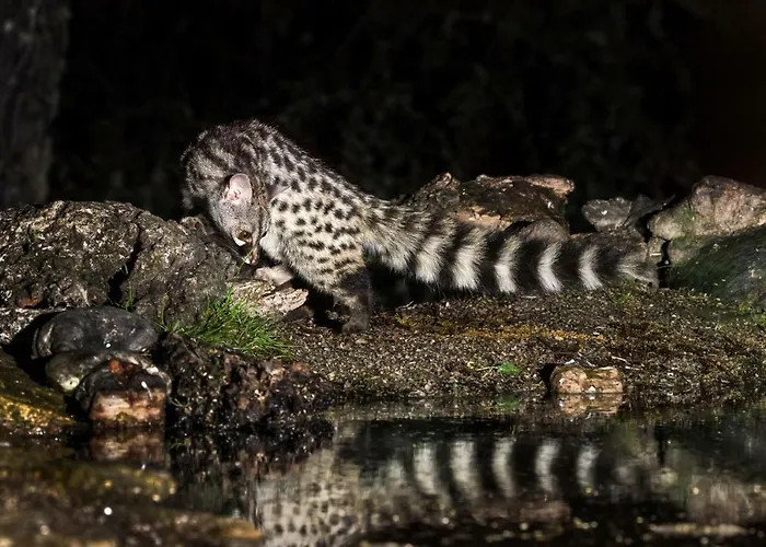 Летний дом Eco-lodge En La Reserva Privada Campanarios De Azaba - Proyecto De Conservacion *