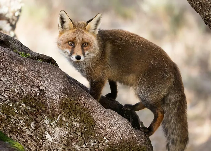 منزل ريفي Eco-lodge En La Reserva Privada Campanarios De Azaba - Proyecto De Conservacion *