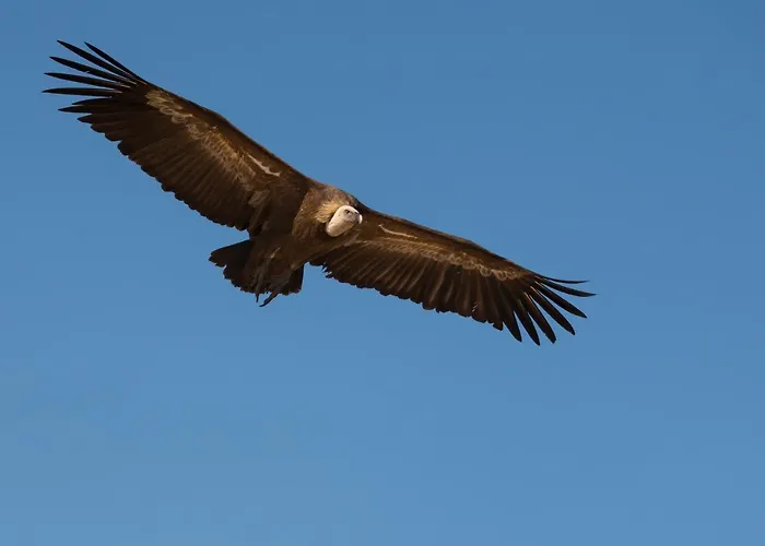 Летний дом Eco-lodge En La Reserva Privada Campanarios De Azaba - Proyecto De Conservacion *