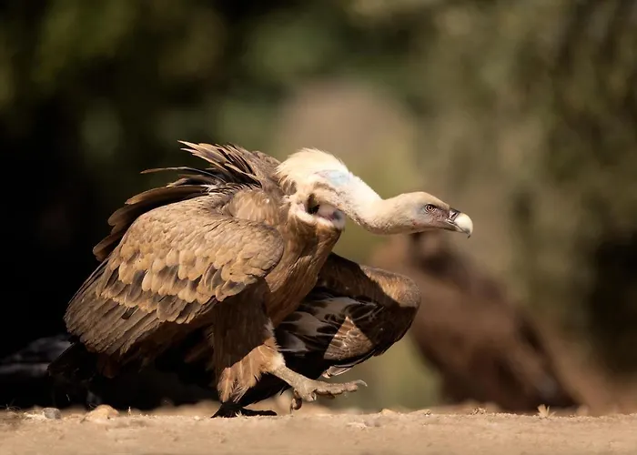 Летний дом Eco-lodge En La Reserva Privada Campanarios De Azaba - Proyecto De Conservacion *