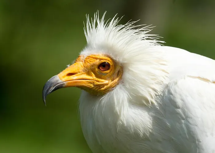 Eco-lodge En La Reserva Privada Campanarios De Azaba - Proyecto De Conservacion