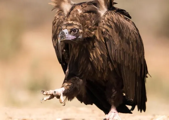 منزل ريفي Eco-lodge En La Reserva Privada Campanarios De Azaba - Proyecto De Conservacion Espeja