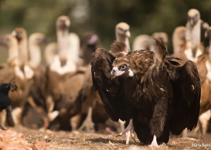Eco-lodge En La Reserva Privada Campanarios De Azaba - Proyecto De Conservacion * Espeja