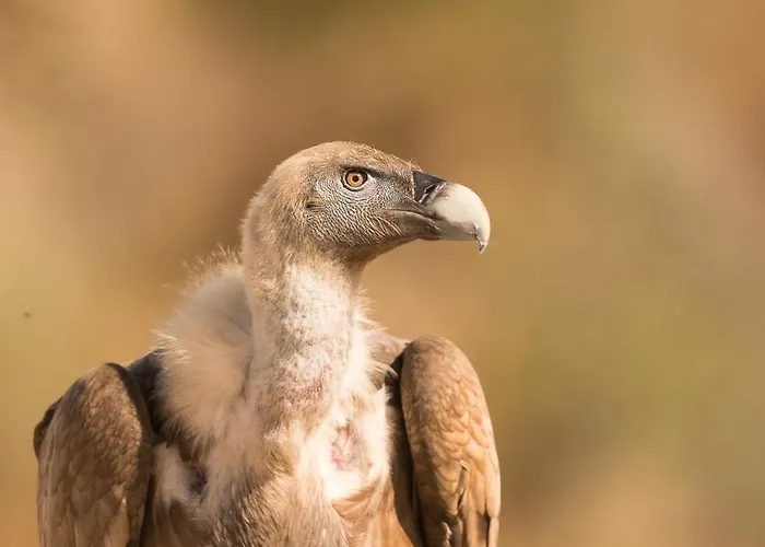 Eco-lodge En La Reserva Privada Campanarios De Azaba - Proyecto De Conservacion Espeja