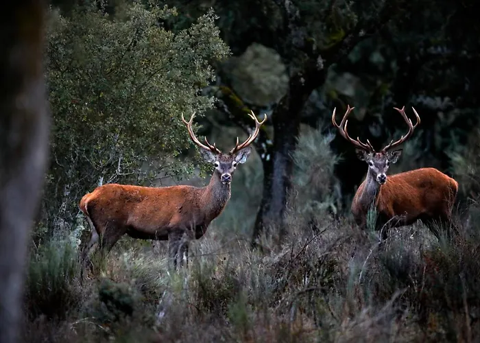 Eco-lodge En La Reserva Privada Campanarios De Azaba - Proyecto De Conservacion Espeja