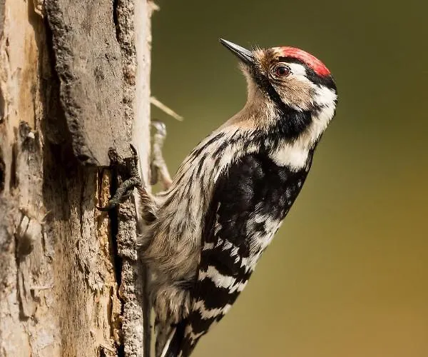 منزل ريفي Eco-lodge En La Reserva Privada Campanarios De Azaba - Proyecto De Conservacion *