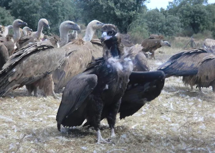 منزل ريفي Eco-lodge En La Reserva Privada Campanarios De Azaba - Proyecto De Conservacion Espeja