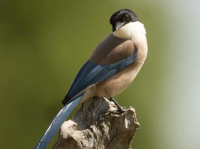 منزل ريفي Eco-lodge En La Reserva Privada Campanarios De Azaba - Proyecto De Conservacion Espeja