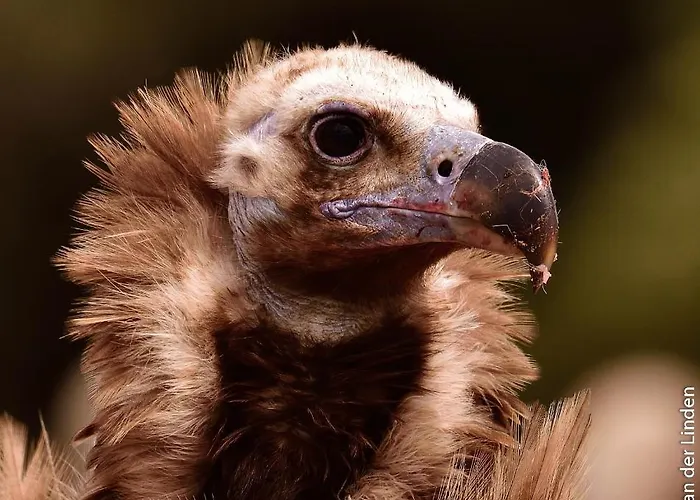 Летний дом Eco-lodge En La Reserva Privada Campanarios De Azaba - Proyecto De Conservacion